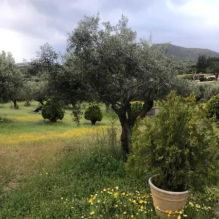 Olive Grove Guest House Anavyssos Exterior photo