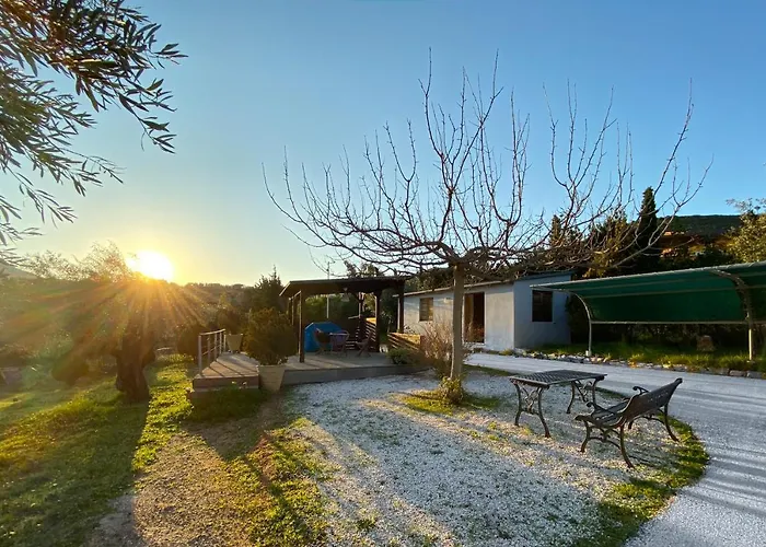 Olive Grove