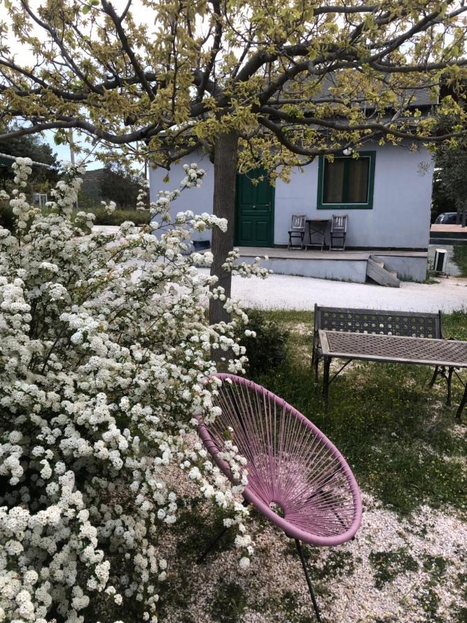 Olive Grove Anavyssos