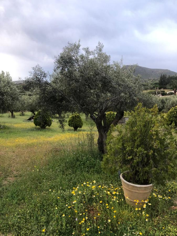 Olive Grove *