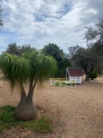 Olive Grove *