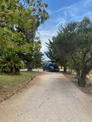Olive Grove Anavyssos