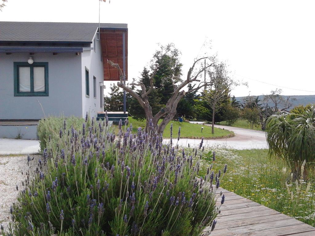 Olive Grove