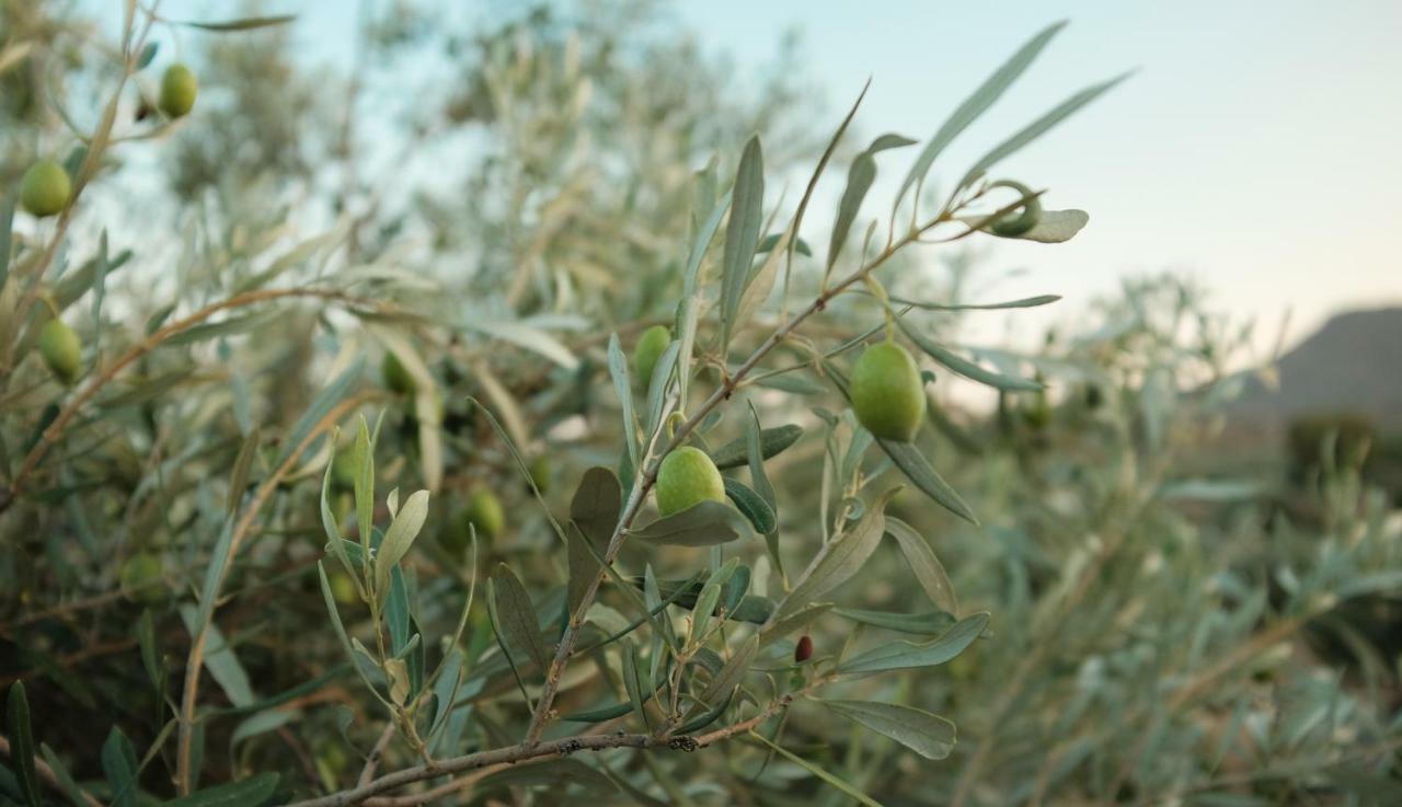 Olive Grove Country house *